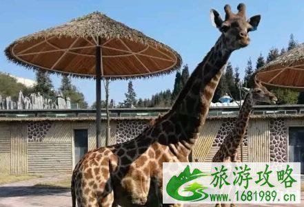 贵阳森林野生动物园的门票是多少 门票+交通信息