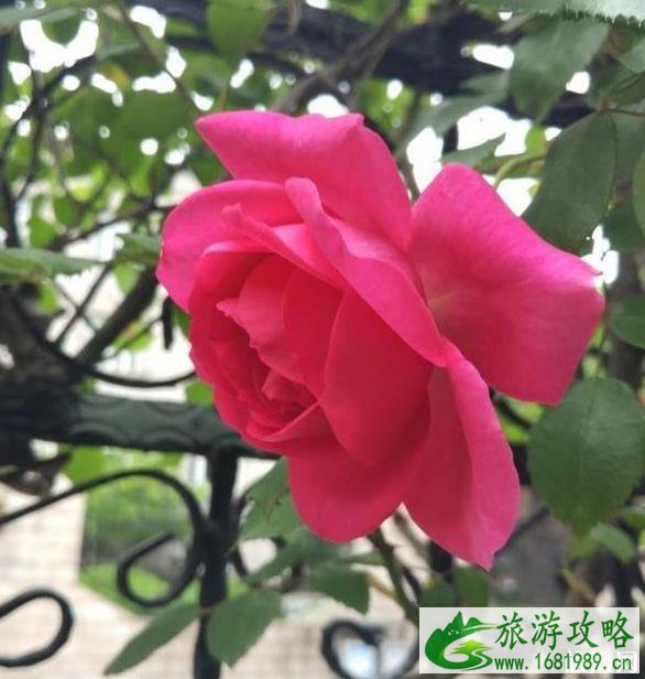 嘉定半日游最佳景点和攻略 嘉定半日游最佳景点和攻略