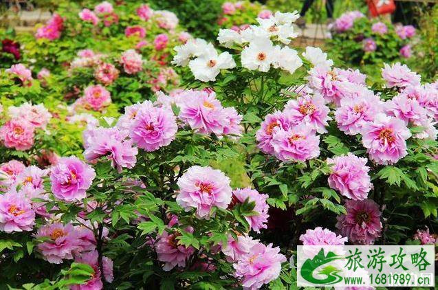 洛阳旅游怎么样 洛阳旅游的人多吗 洛阳旅游怎么样 洛阳旅游的人多吗
