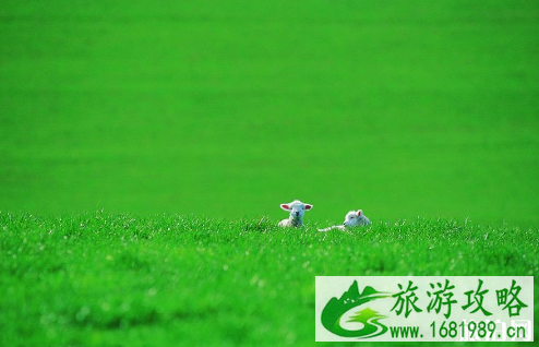 去新西兰可以带膏药吗 膏药可以带到新西兰吗 去新西兰可以带膏药吗 膏药可以带到新西兰吗