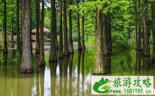 抖音武汉水上森林在哪里 武汉水上森林具体位置