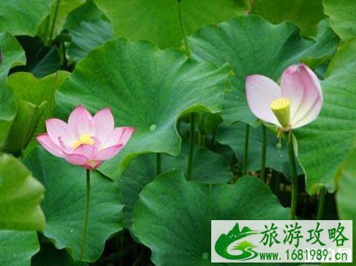 贵阳阿哈湖湿地公园怎么样 阿哈湖湿地公园景点介绍 贵阳阿哈湖湿地公园怎么样 阿哈湖湿地公园景点介绍