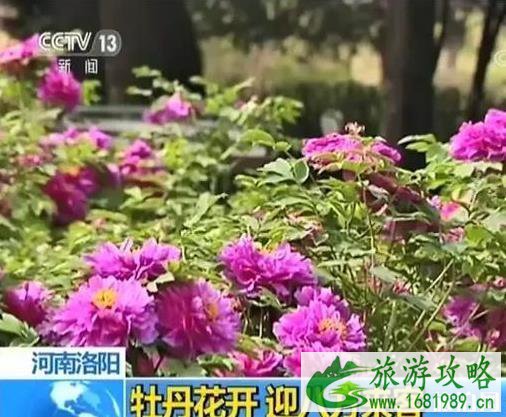 洛阳有著名的好玩的地方
