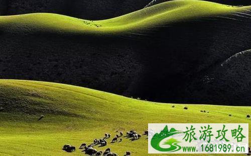 新疆哪里适合旅游景点 新疆哪里适合旅游景点