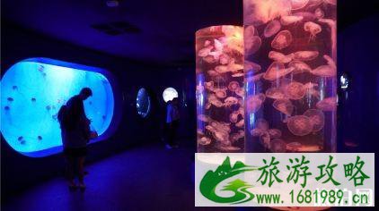 青岛海低世界门票价格多少钱+优惠政策+学生票 青岛海低世界门票价格多少钱+优惠政策+学生票