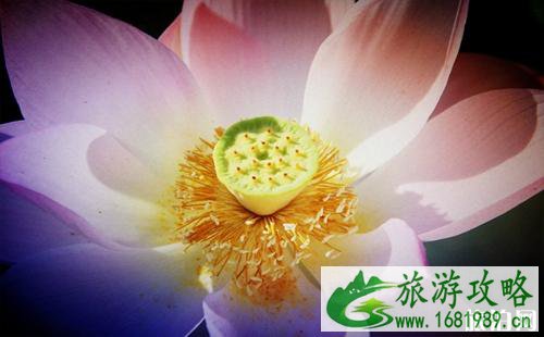 2022金湖荷花节门票+时间+地点 金湖荷花荡几月份开花 2022金湖荷花节门票+时间+地点 金湖荷花荡几月份开花