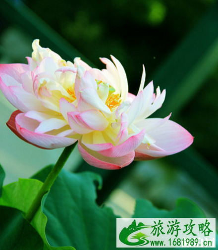 2022金湖荷花节门票+时间+地点 金湖荷花荡几月份开花 2022金湖荷花节门票+时间+地点 金湖荷花荡几月份开花