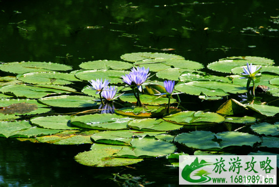 2022金湖荷花节门票+时间+地点 金湖荷花荡几月份开花 2022金湖荷花节门票+时间+地点 金湖荷花荡几月份开花