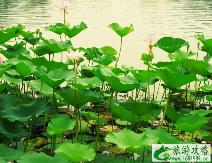 2022微山湖荷花节门票+交通+时间 2022微山湖荷花节门票+交通+时间