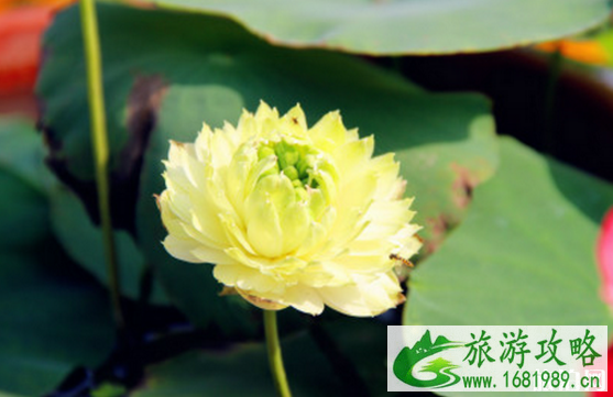 2022南京莫愁湖荷花节门票+交通+时间 2022南京莫愁湖荷花节门票+交通+时间