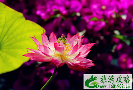 2022南京莫愁湖荷花节门票+交通+时间 2022南京莫愁湖荷花节门票+交通+时间