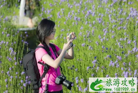 福州花海公园马鞭草上海攻略 福州花海公园马鞭草上海攻略