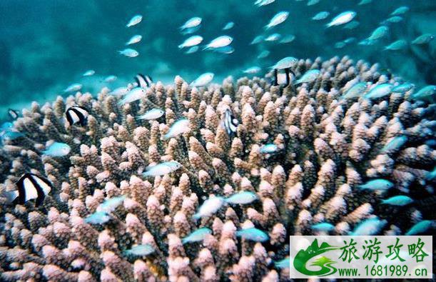 三沙旅游怎么去 怎么去三沙旅游 三沙旅游怎么去 怎么去三沙旅游
