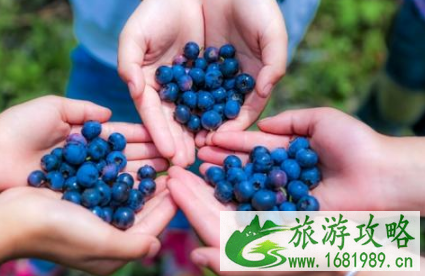 长沙哪里可以摘蓝莓2022 长沙哪里可以摘蓝莓2022