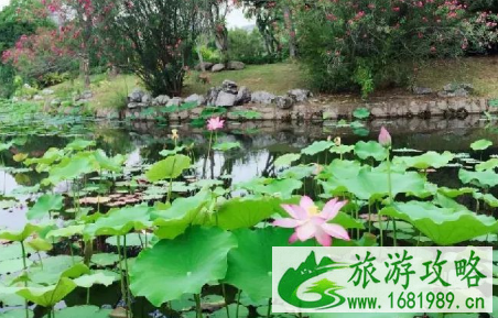 厦门园博苑荷花展赏荷地推荐2022 厦门园博苑荷花展赏荷地推荐2022