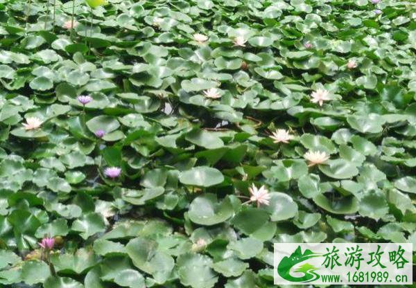 甘坑客家小镇游玩攻略