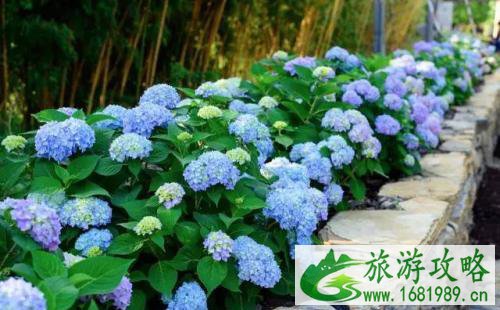 2022无锡绣球花哪里可以看 2022无锡绣球花哪里可以看