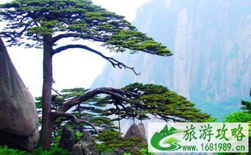 中国十大古树排行