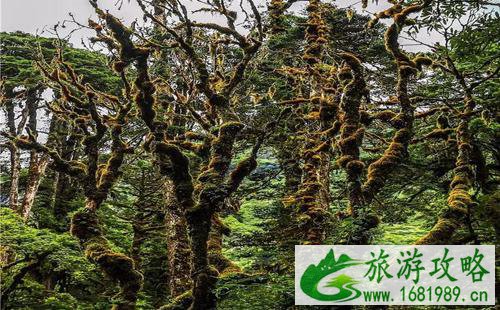 墨脱县海拔多少米 有什么旅游景点