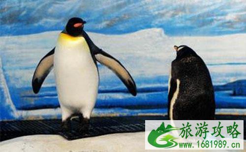 老虎滩海洋公园攻略2017 老虎滩海洋公园攻略2017