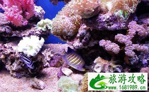 圣亚海洋世界和老虎滩海洋公园哪个好 圣亚海洋世界和老虎滩海洋公园哪个好