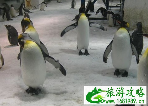 圣亚海洋世界和老虎滩海洋公园哪个好 圣亚海洋世界和老虎滩海洋公园哪个好