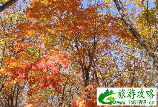 凤凰山在哪 凤凰山怎么去 凤凰山在哪 凤凰山怎么去