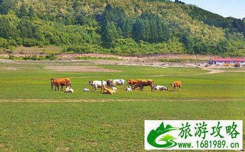 绿江村旅游攻略最新 绿江村旅游攻略最新