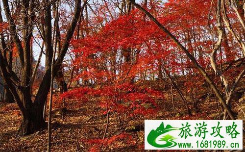 天桥沟森林公园旅游攻略最新 天桥沟森林公园旅游攻略最新