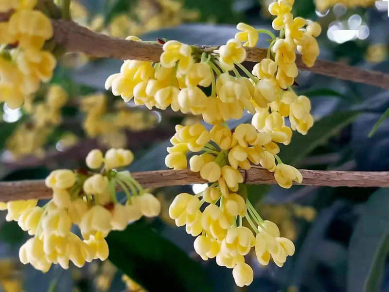 中国旅游年鉴2008(中国旅游年鉴2019)