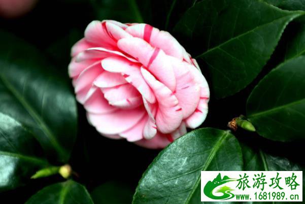 新加坡适合玩几天(新加坡需要玩几天)