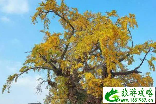 泰宁春节旅游门票(泰宁旅游景点门票价格)