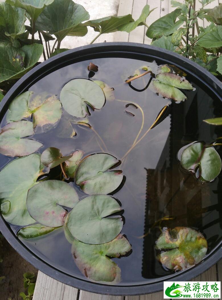 千岛湖适合老人吗(千岛湖老人旅游路线)