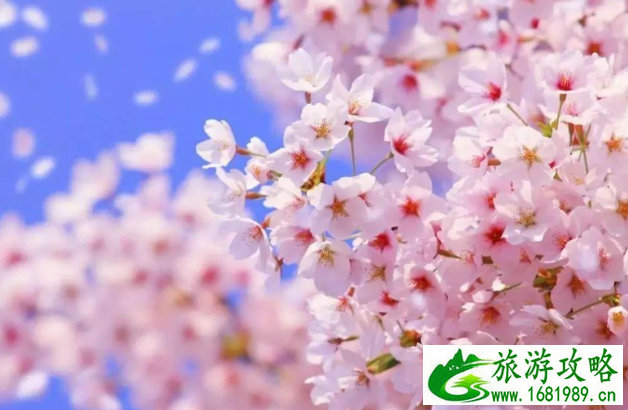 东南亚多国旅游攻略_东南亚多国旅游攻略大全