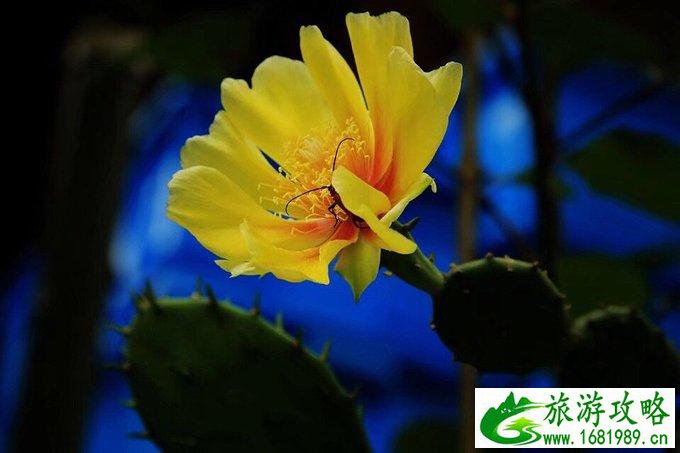 丽江泸沽湖旅游攻略青岛_丽江旅游 泸沽湖