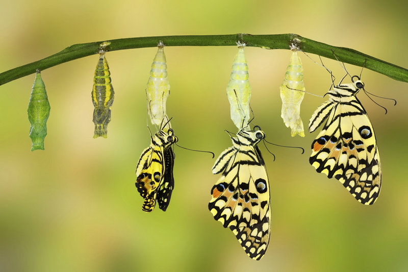 绵阳西岭雪山旅游团(绵阳到西岭雪山跟团