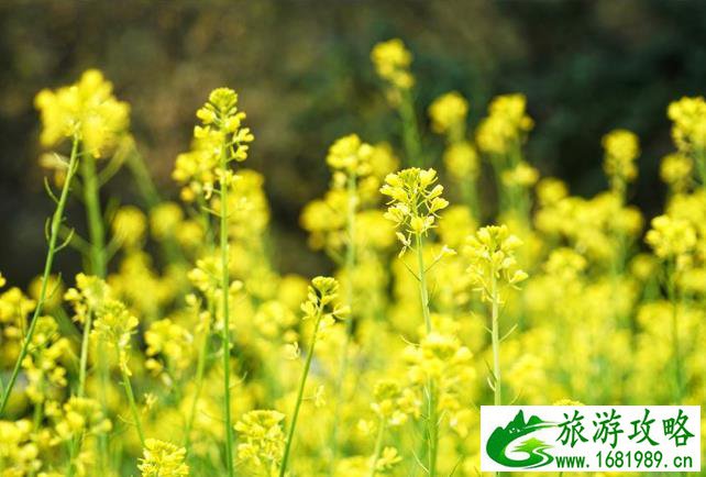 温州苍南马站旅游攻略(苍南马站在哪里)