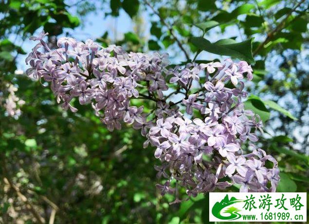 旅游目的地品牌管理(旅游目的地品牌管理的特点)