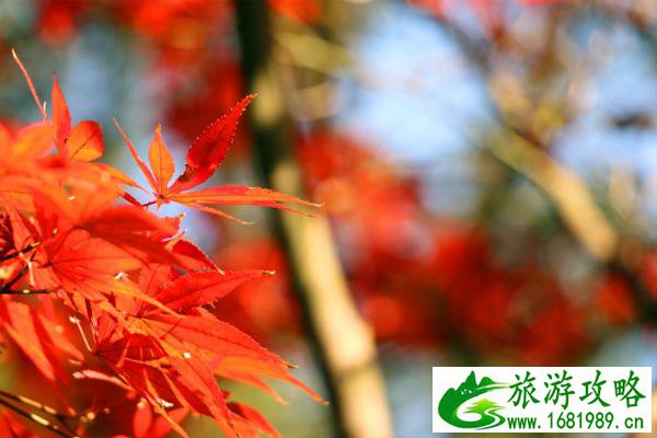 土豆旅游论坛(旅游论坛网旅游)