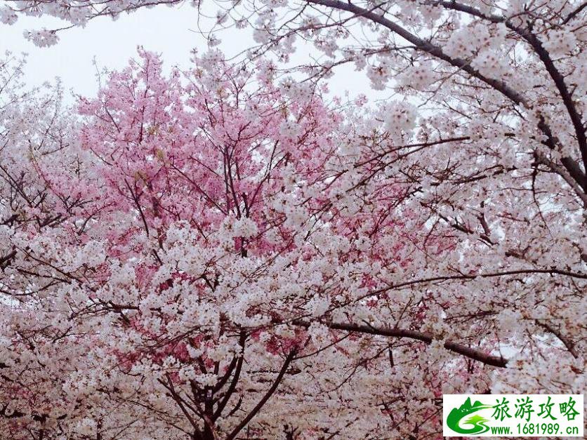 我国旅游业的定位(我国旅游业的定位为国民经济的战略性支柱产业)