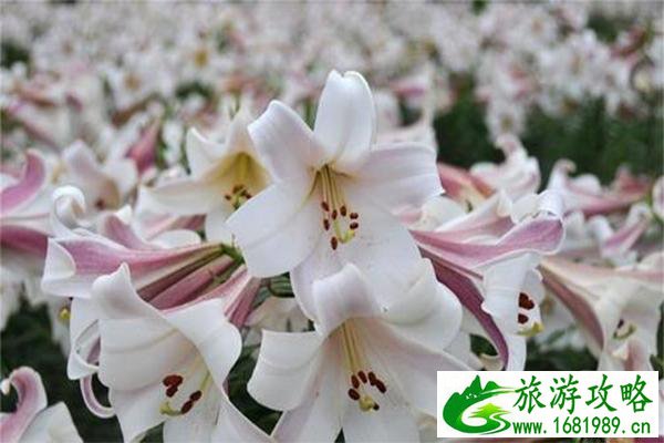 昆明晨农生态园门票(昆明晨农生态园收费吗)