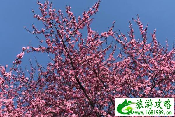 吉林市适合请客的饭店(无锡适合请客的饭店)