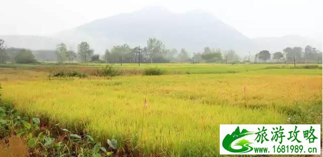 景洪适合结婚的酒店