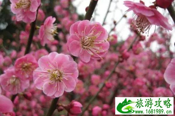 2014最新南海西樵山旅游攻略_南海西樵山旅游攻略路程