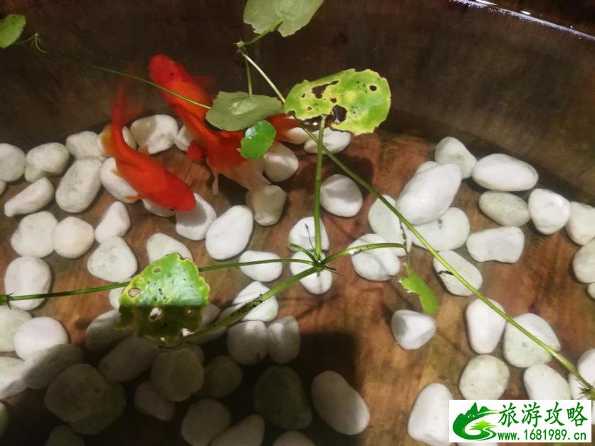 新马跟团旅游购物攻略(新马旅游景点)