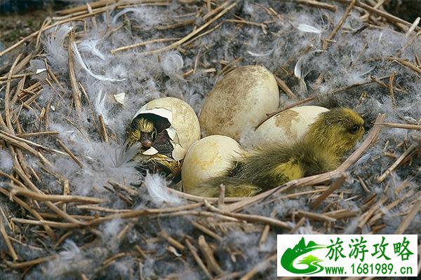 阆中水上乐园门票(阆中水上乐园项目)