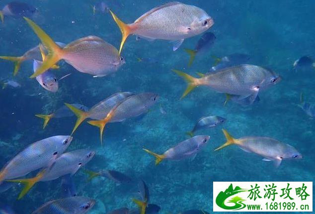 去泰国旅游穿什么服装(泰国人都穿什么衣服)