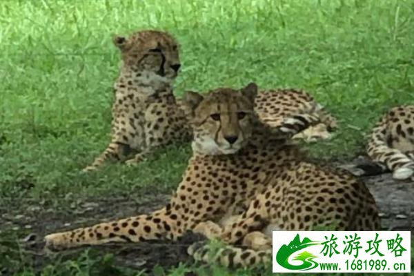 格尔木2017旅游(格尔木旅游团)