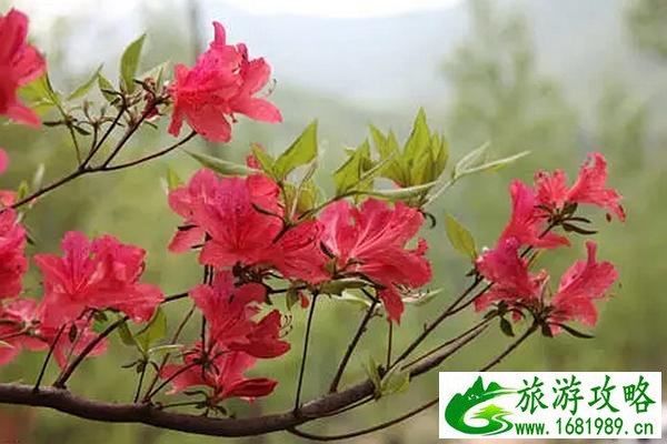 三亚美食攻略(地方写详细点)_三亚旅游美食攻略 三亚美食攻略(地方写详细点)_三亚旅游美食攻略