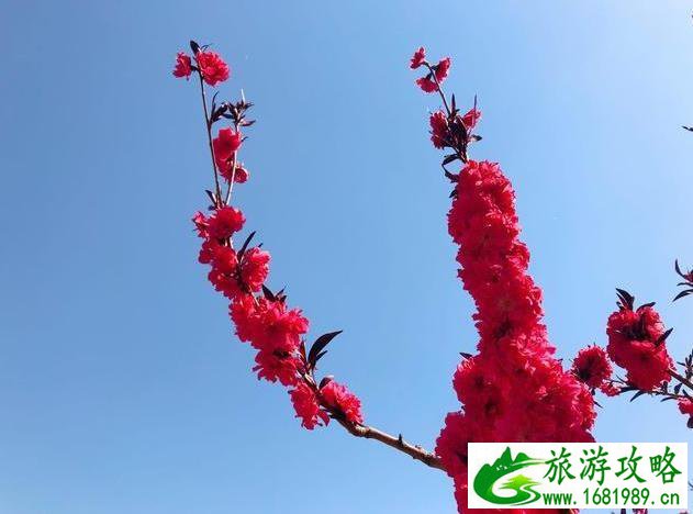 新西兰旅游好不好(去新西兰旅游的好处)